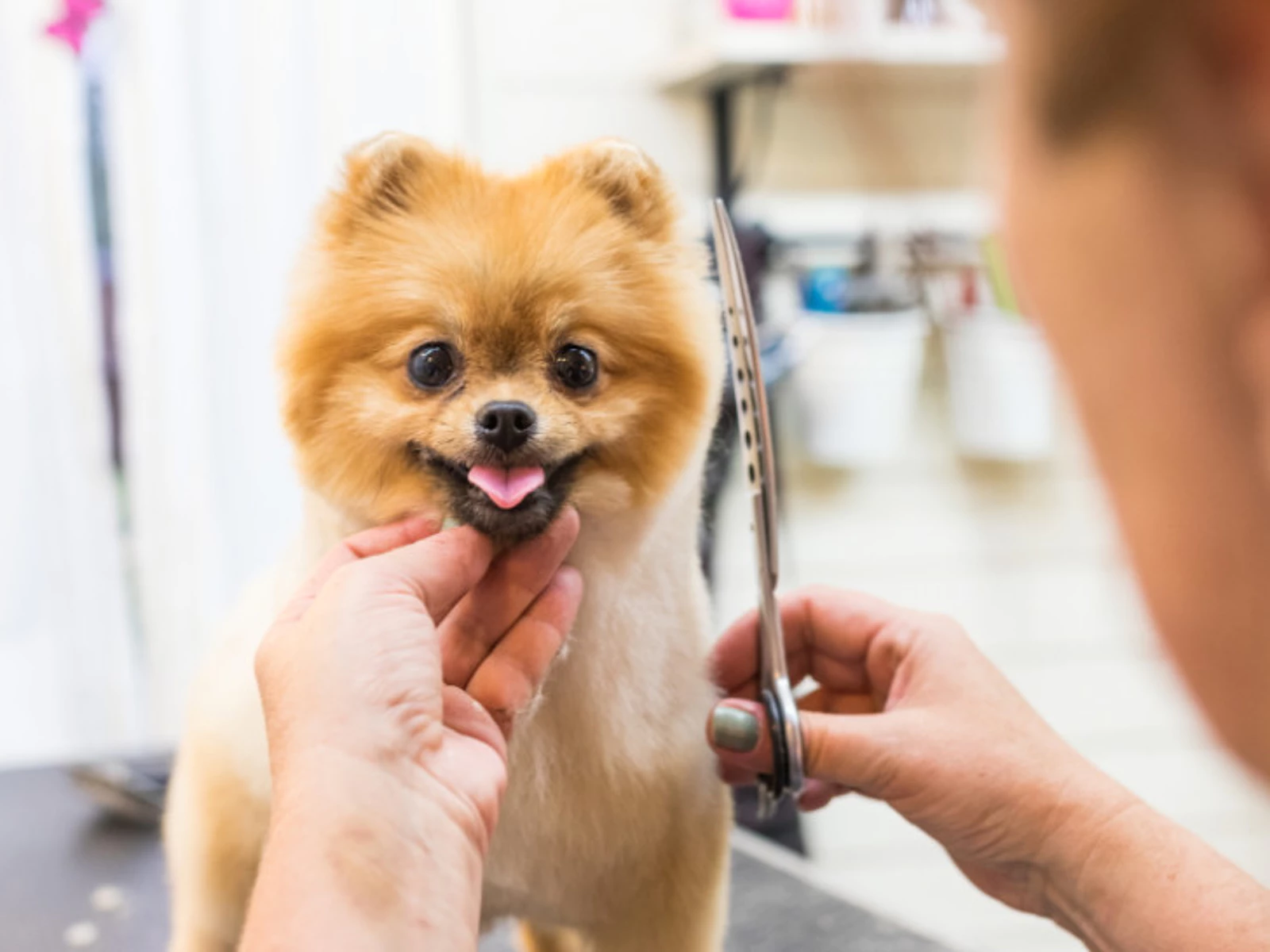 CreativeBoostCenter: Happy Puppy & Kitten First Groom Experiences