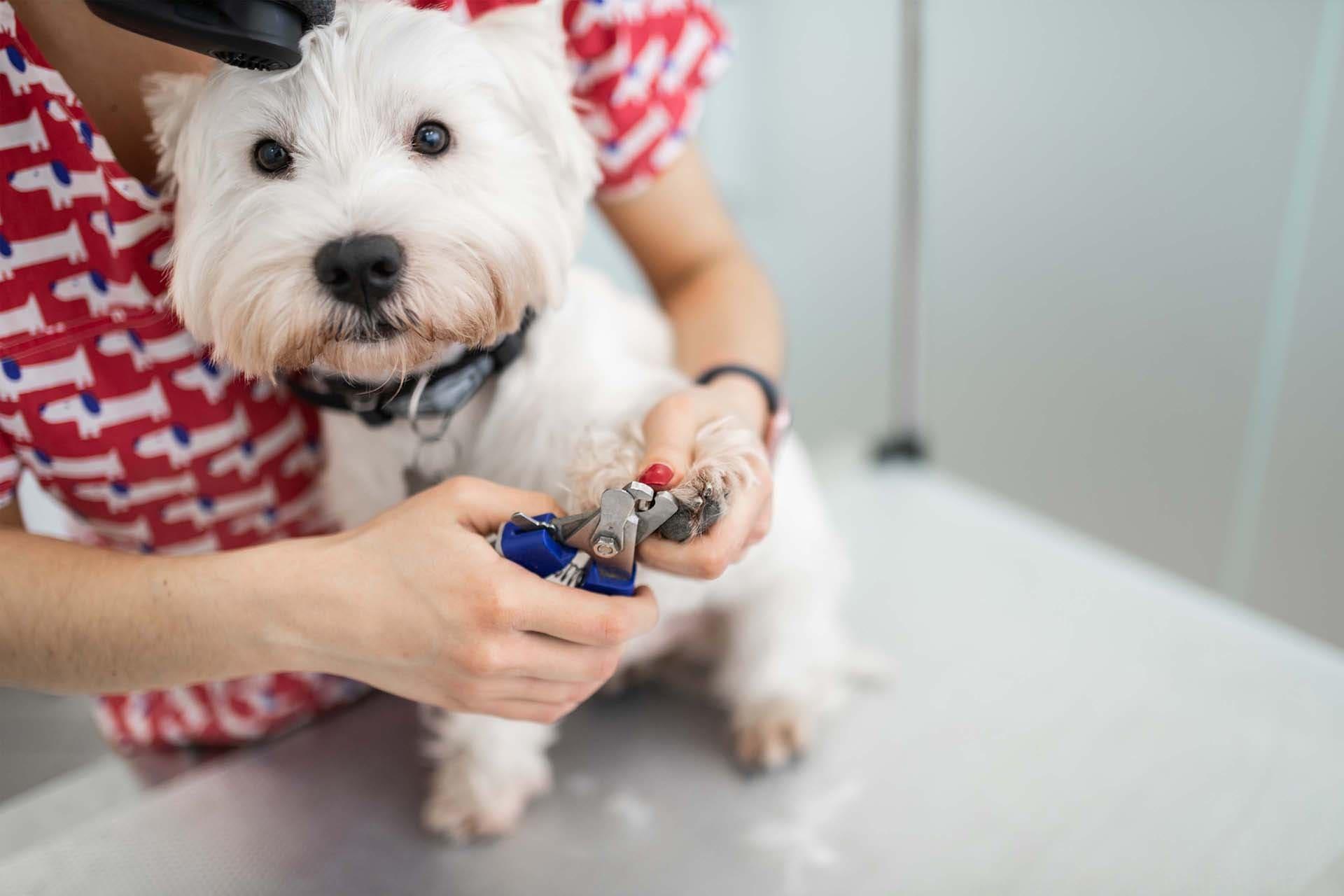 Breed-Specific Cuts & Gentle Cat Grooming at CreativeBoostCenter