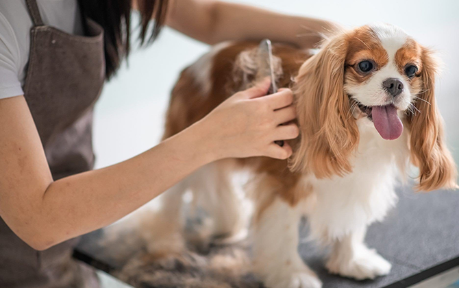 CreativeBoostCenter: Full-Service Pet Grooming & Styling
