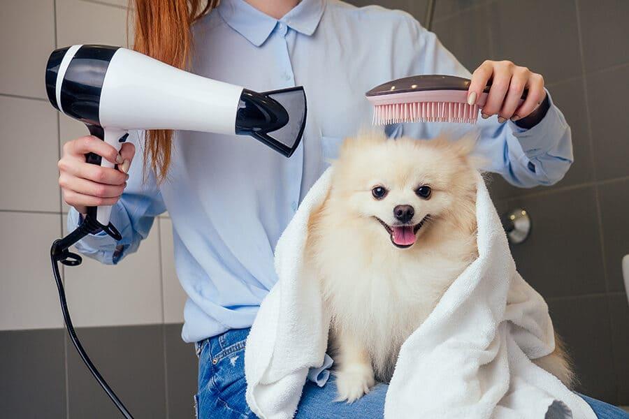 Shiny Coats, Happy Paws: Essential Grooming for Your Beloved Pet