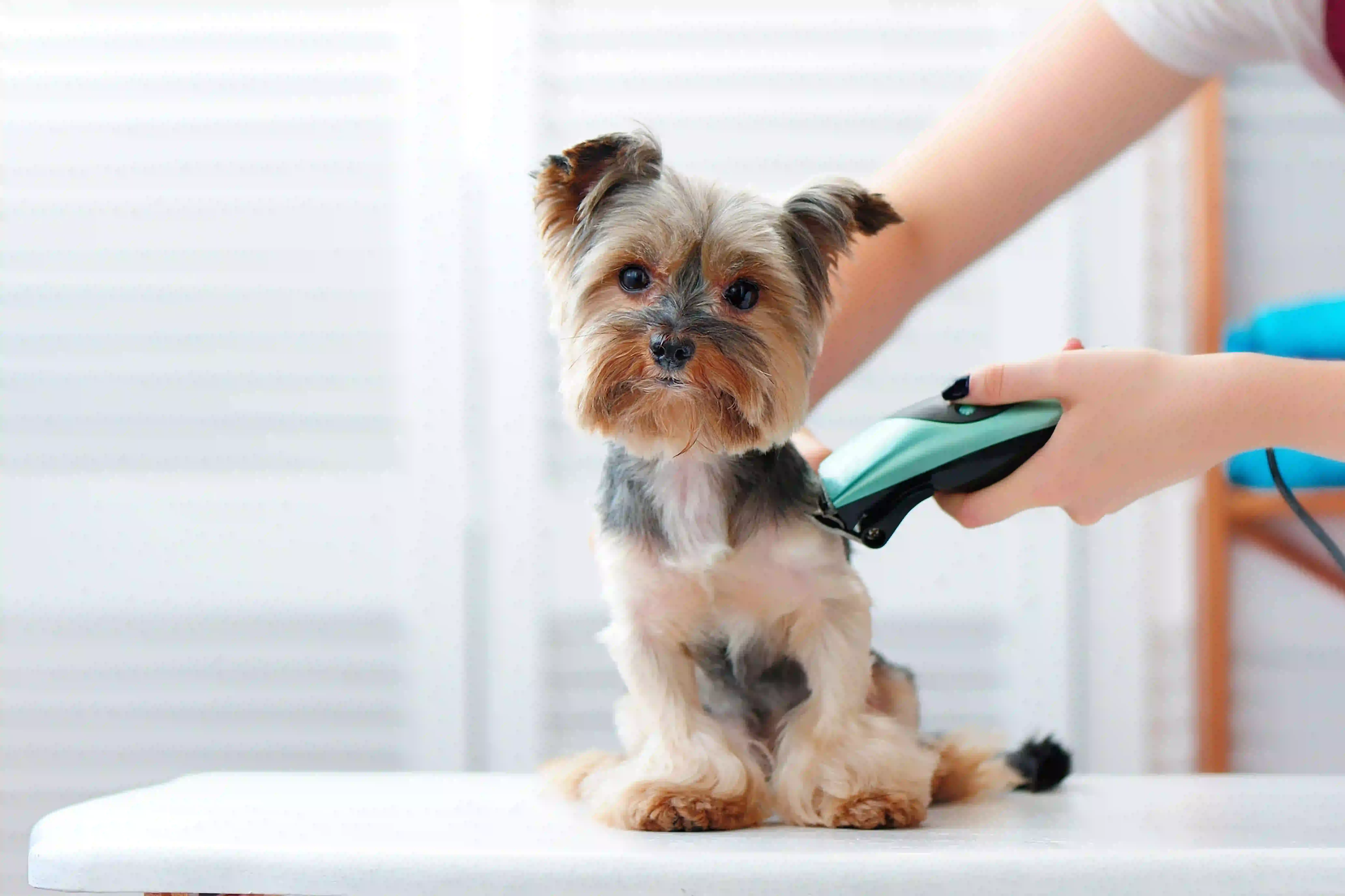 Beyond the Bath: The Art of Professional Pet Grooming
