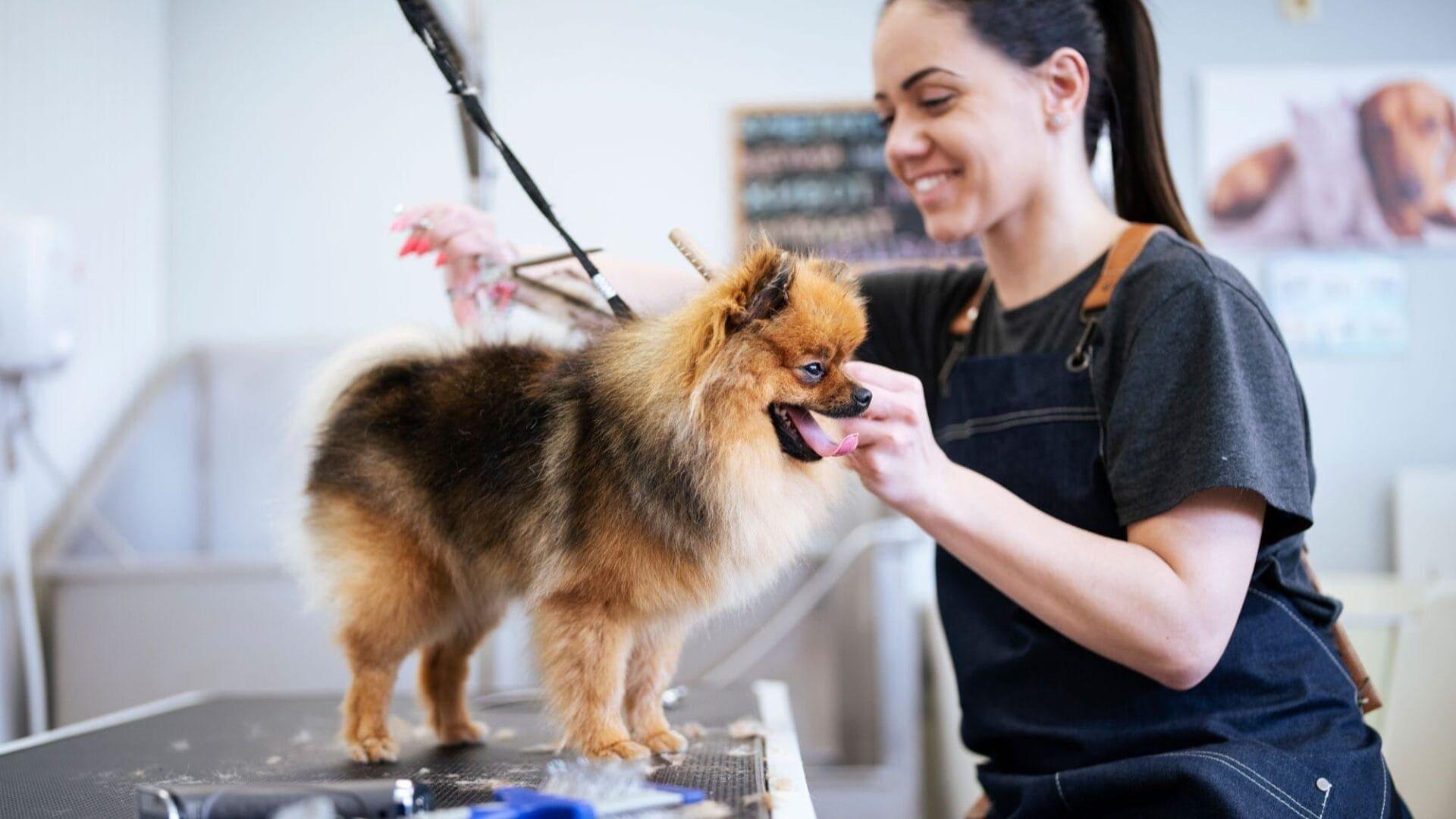 Pampering Pet Spa: Baths, Brushes & Paw Care by CreativeBoostCenter