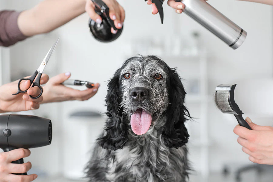 Tailored Trims: Personalized Grooming for Every Breed