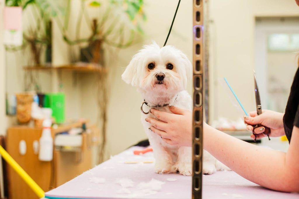 Decoding Your Pet's Fur: What Their Coat Reveals About Health